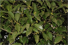 Ficus microcarpa